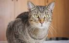 Tabby cat - Wikipedia