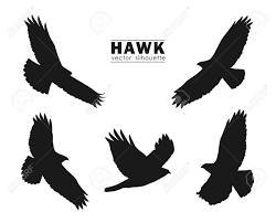 Birds Of Prey Logo Vector Vector Illustration Set Of Silhouettes Of Flying Hawk Isolated On White Background Black Eagles Ad Silhou In 2020 Hawk Silhouette Bird Illustration Hawk Photos