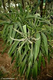 Image result for Cordyline stricta