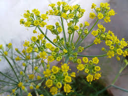 Add fibre to your diet slowly to stop adverse effects. Did You Know These 25 Flowers Can Be Eaten As Food Natural Living Nurserylive Wikipedia