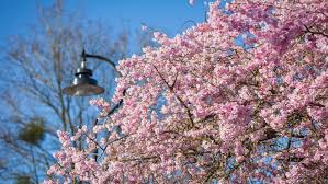 Maybe you would like to learn more about one of these? Spring Blossom Watch In The Uk National Trust