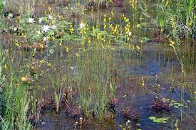 Image result for Utricularia  cornuta