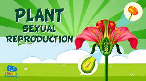 Check spelling or type a new query. Plant Sexual Reproduction Educational Video For Kids Youtube