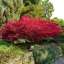 We did not find results for: Burning Bush Plants For Sale Fastgrowingtrees Com
