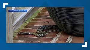 Authorities say the zebra cobra belongs to a resident of the neighborhood. Y3bf2esjqnzr9m