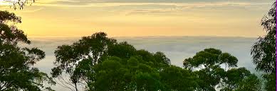 Image result for Micklethwaitia