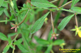 Image result for Ludwigia leptocarpa