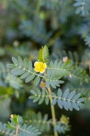 Image result for Zygophyllaceae