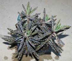 Pin By Phyllis Ron Pufahl On My Succulent Collection Cacti And Succulents Succulents Planting Succulents