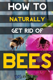 How To Get Rid Of Bees Naturally Carefully Diy Shareable Getting Rid Of Bees Bee Repellent Bee Allergy
