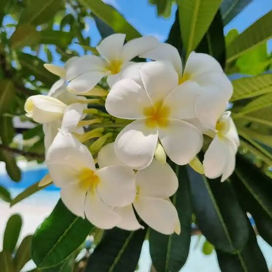 Frangipani