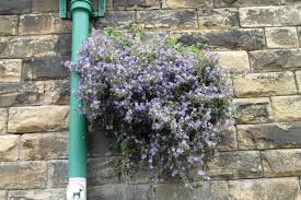 Plants That Grow On Walls Plants Rock Garden Plants Campanula Plant
