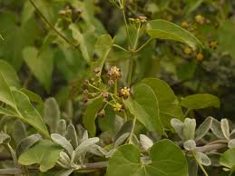 Image result for Pentarrhinum