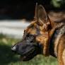 dog commander from www.cnn.com