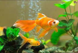 Jika sahabat ingin membuat kolam ikan hias dan bingung harus memulai darimana, coba lihat dulu contoh kolam hias minimalis untuk inspirasi. Ikan Hias Kolam Super Cantik Harga Murah