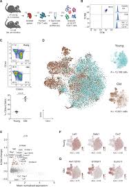 Aging Promotes Reorganization Of The Cd4 T Cell Landscape