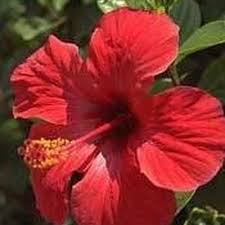 Hibiscus is rich in minerals, antioxidants, and vitamin c, and some people find that it helps improve digestion. How To Dry Hibiscus Flowers For Tea Hunker Dried Hibiscus Flowers Hibiscus Flowers Hibiscus Rosa Sinensis