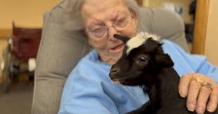 Baby goats pay special visit to Logan Health's Brendan House