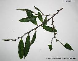 Image result for Xylopia acutiflora