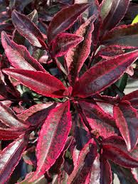 Image result for Ardisia