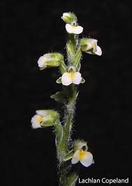 Image result for Zeuxine