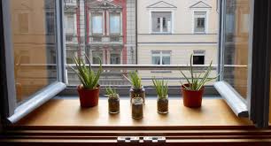 Herzlich willkommen auf unserer webseite. Aloe Vera Anpflanzen Die Besten Pflege Tipps Utopia De