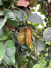 Image result for Mucuna