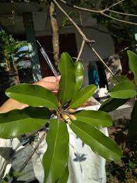 Image result for Mammea