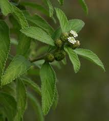 Image result for Lippia plicata