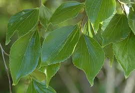 Image result for Celtis