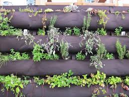 You can also grow a vertical garden indoors as well. Information About Diy Herb Walls Tips On Making Vertical Herb Garden Planters