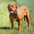 PuppyFind | Dogue De Bordeaux Puppies for Sale