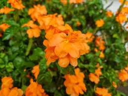 Image result for Crossandra pyrophila