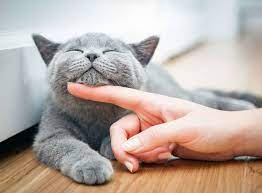 These are the most popular cat names of 2020. Most Popular Cat Names Of 2020 Top Names Trends This Year Thrillist