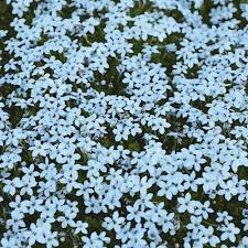Bodendecker Blauer Stern Online Kaufen Bei Ahrens Sieberz Bodendecker Pflanzen Pflanzen Online Kaufen