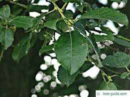 Image result for Goat Willow