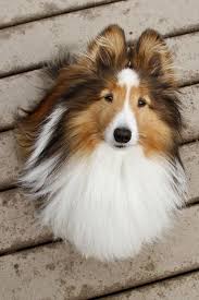 Maybe you would like to learn more about one of these? Top 10 Smartest Dog Breeds Most Intelligent Dog Rankings