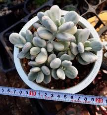 Maybe you would like to learn more about one of these? S Cpo520 Cotyledon Orbiculata Cv Variegated Green Chapter