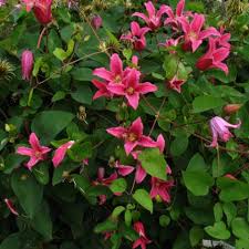 We did not find results for: Clematis Texensis The Princess Of Wales Princess Diana Friedrich M Westphal Clematiskulturen