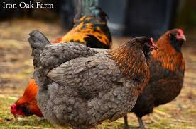 Olive Eggers Black Copper Marans X Easter Egger Chickens Olive Egger Chicken Olive Egger