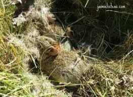 They build a nest with fur and grasses that help keep the babies warm between feedings. Baby Rabbits 5 Signs They Need You To Intervene