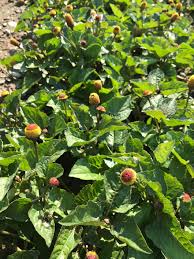 Image result for Spilanthes