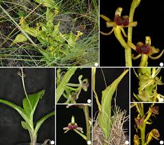 Image result for Liparis nervosa