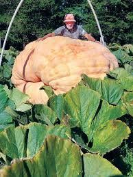 Image result for giant pumpkin