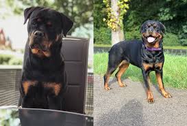 We did not find results for: How To Build Dog Muscle 5 Best Ways To Bulk Up Dogs Naturally Pawleaks