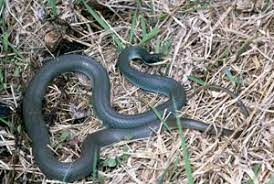 Dnr Blue Racer Coluber Constrictor Foxi Beautiful Snakes Small Snakes Reptiles And Amphibians