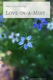Why To Grow Love In A Mist Nigella Flower Garden Plans Unusual Plants Plants