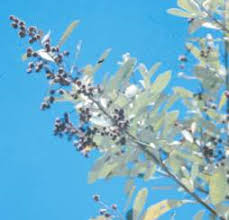 Image result for Brachylaena discolor