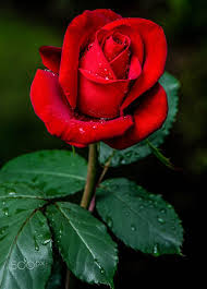 Red Rose By Rexwholster 500px Rose Flower Wallpaper Red Rose Flower Beautiful Rose Flowers