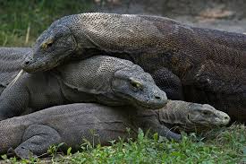 Black And White Tegu Lizard Sc Komodo Dragon 1 Varanus Komodoensis Komodo Dragon Cute Reptiles Komodo Dragon Pictures